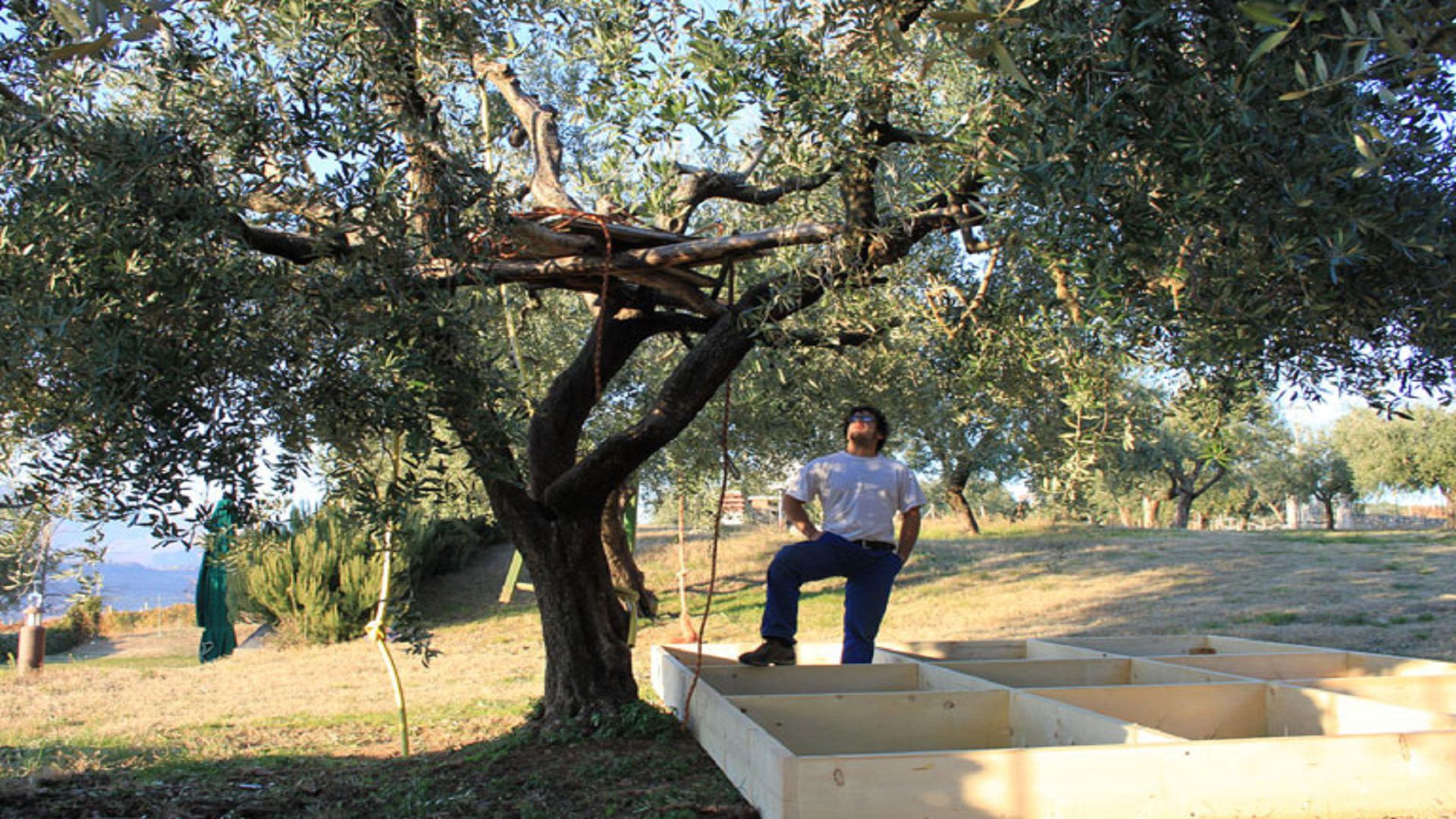 casa nell'oliveto